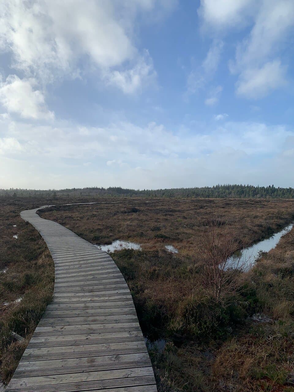 Explore the Abbeyleix Bog Project