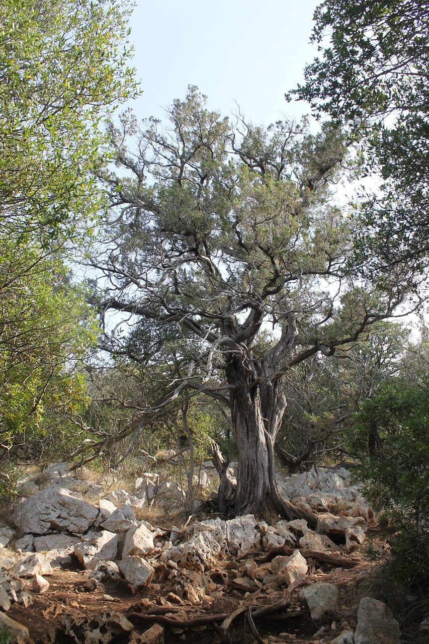 Sentiero Cala Fuili - Cala Luna 