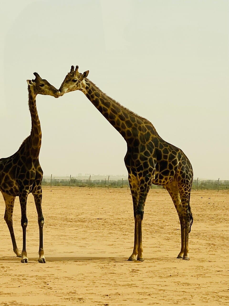 Nofa Wildlife Park