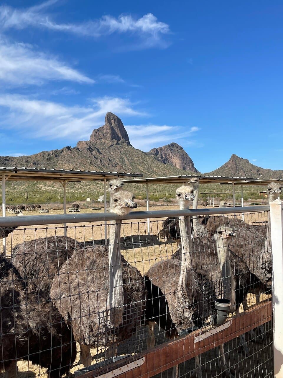 Rooster Cogburn Ostrich Ranch