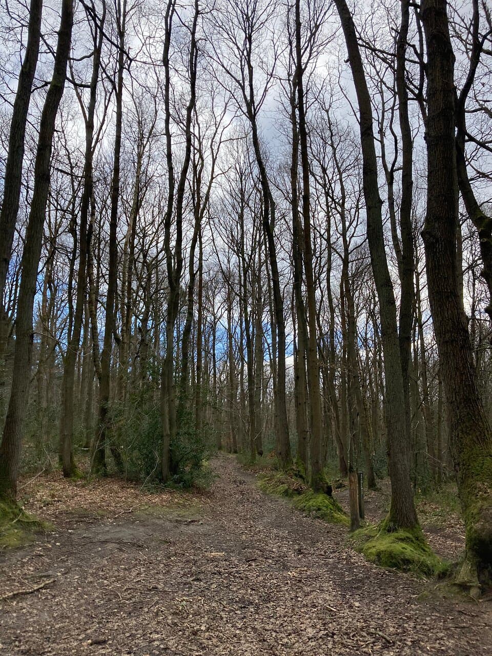 Oldbury Hill and Styants Wood