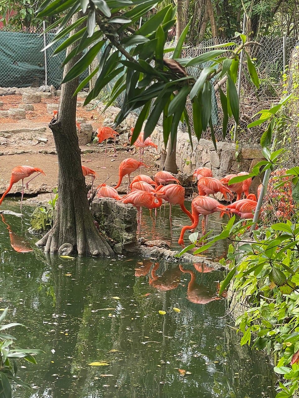 Ardastra Gardens, Zoo and Conservation Centre