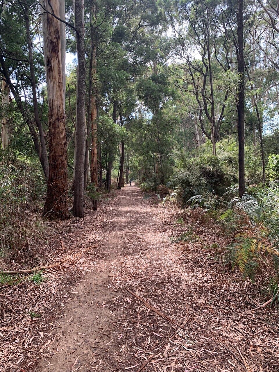 Timboon Trestle Bridge