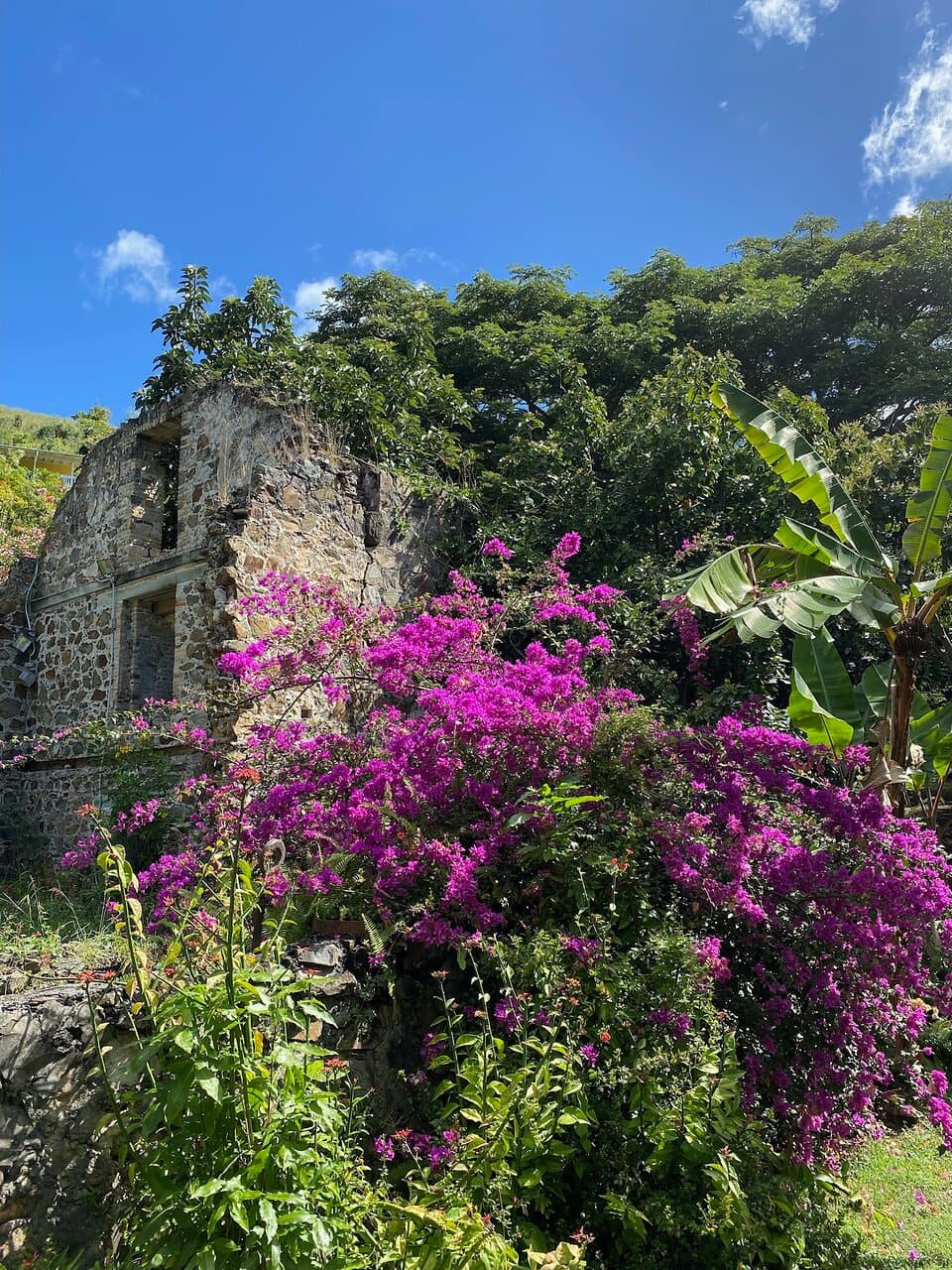 Flowers and vines on a ruin