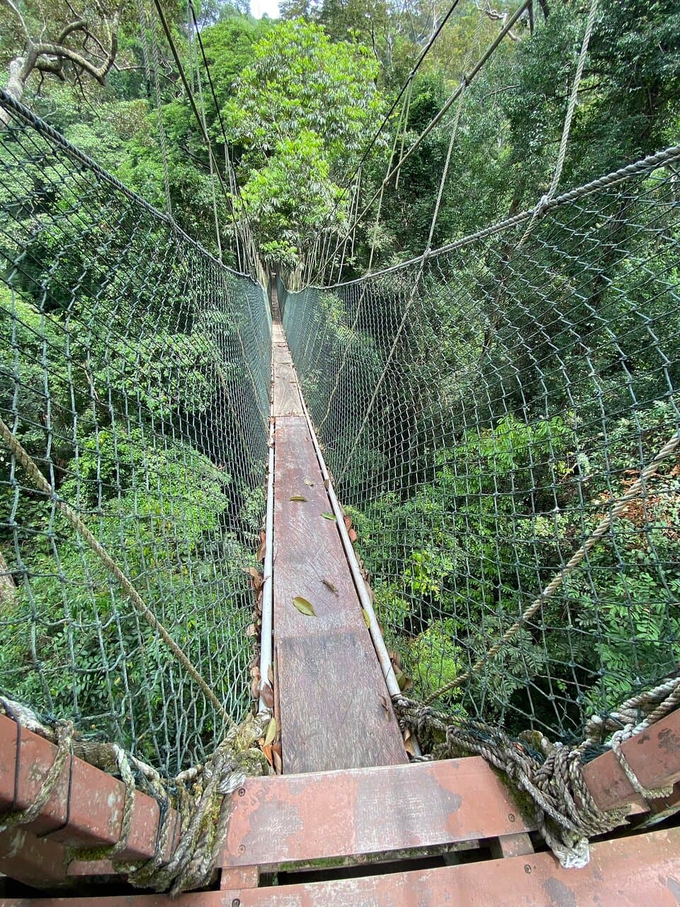 Teluk Bahang Canopy Walkway