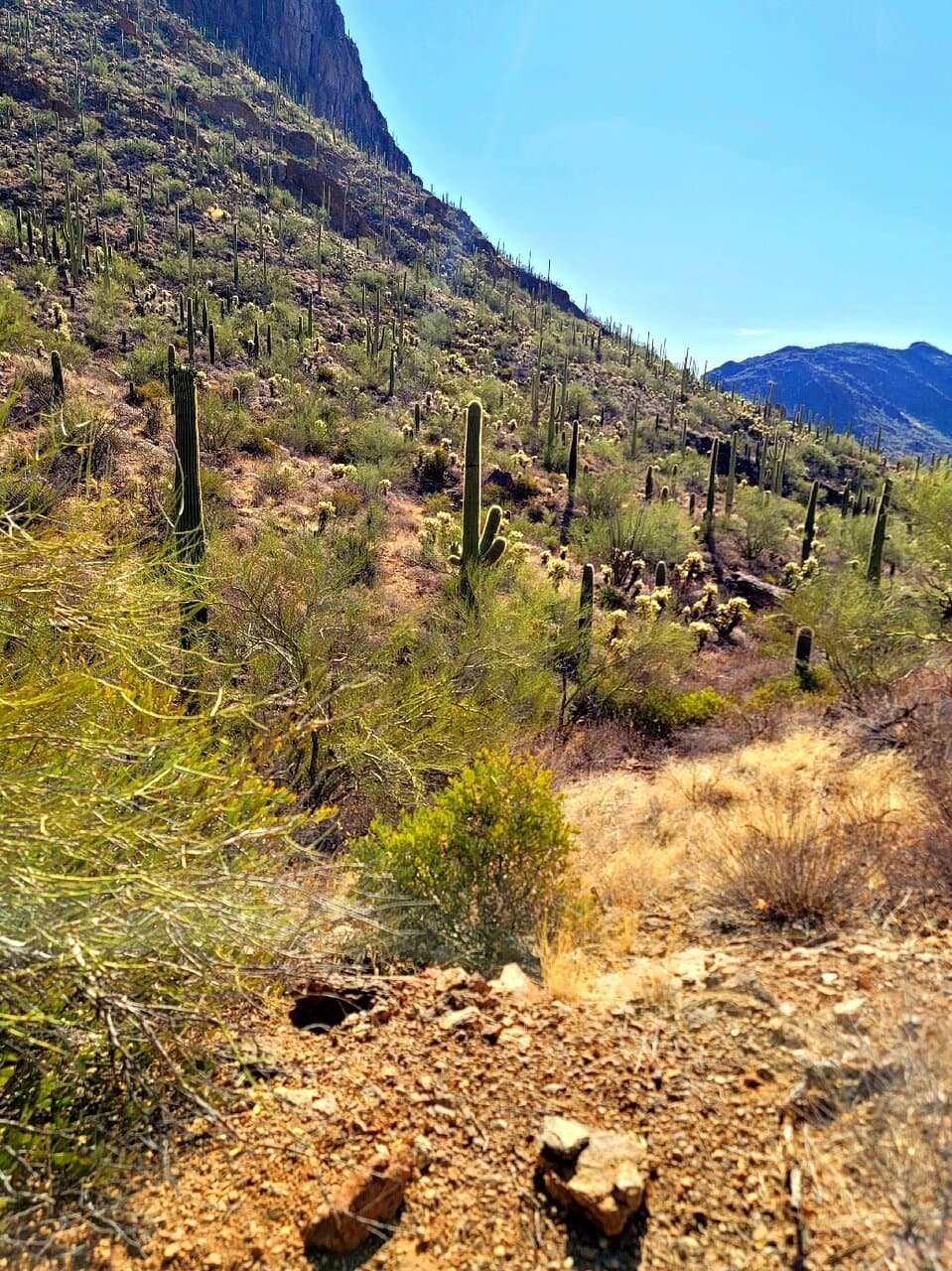 Tucson Mountain Park