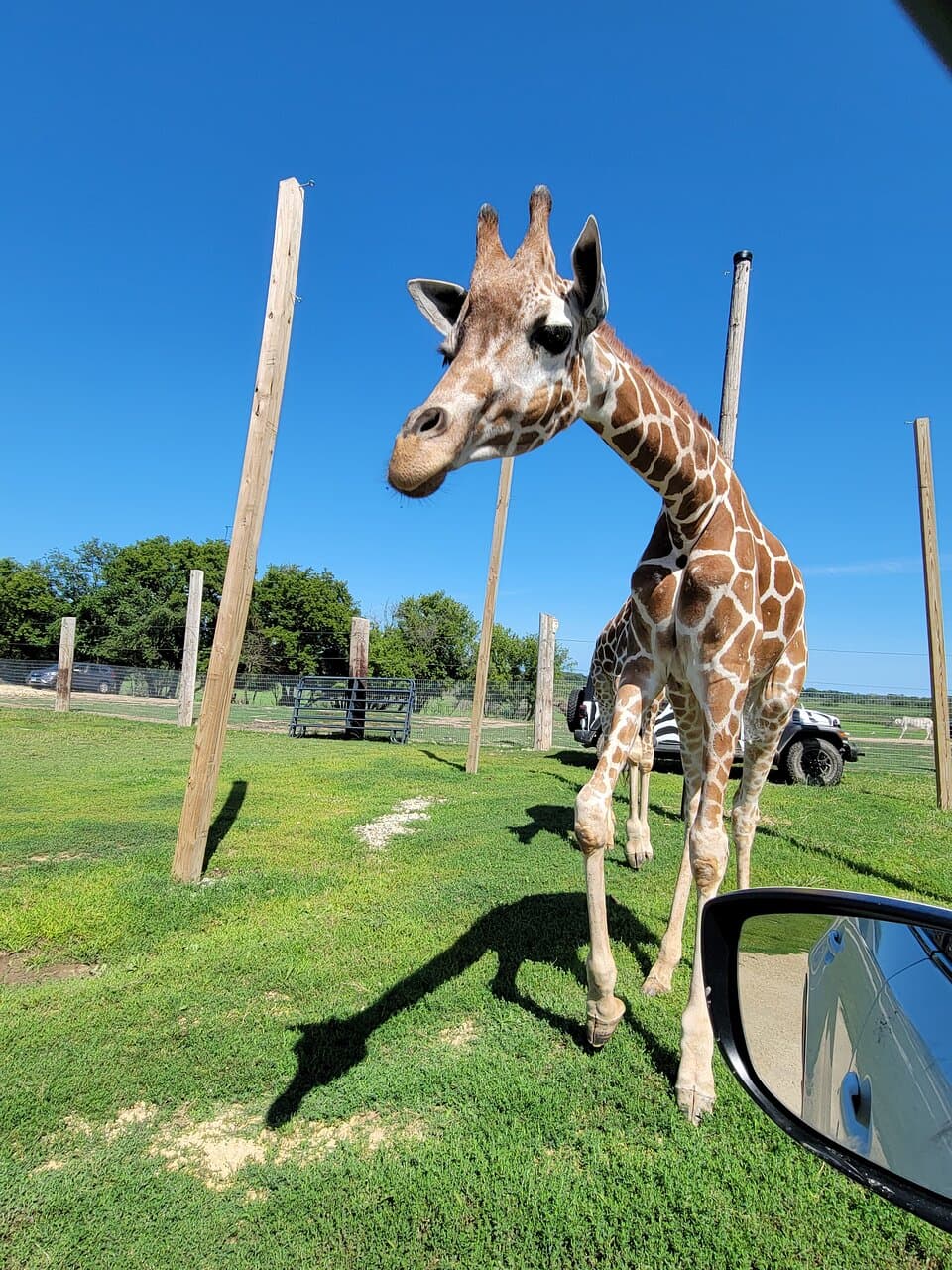 Safari Lake Geneva Wisconsin
