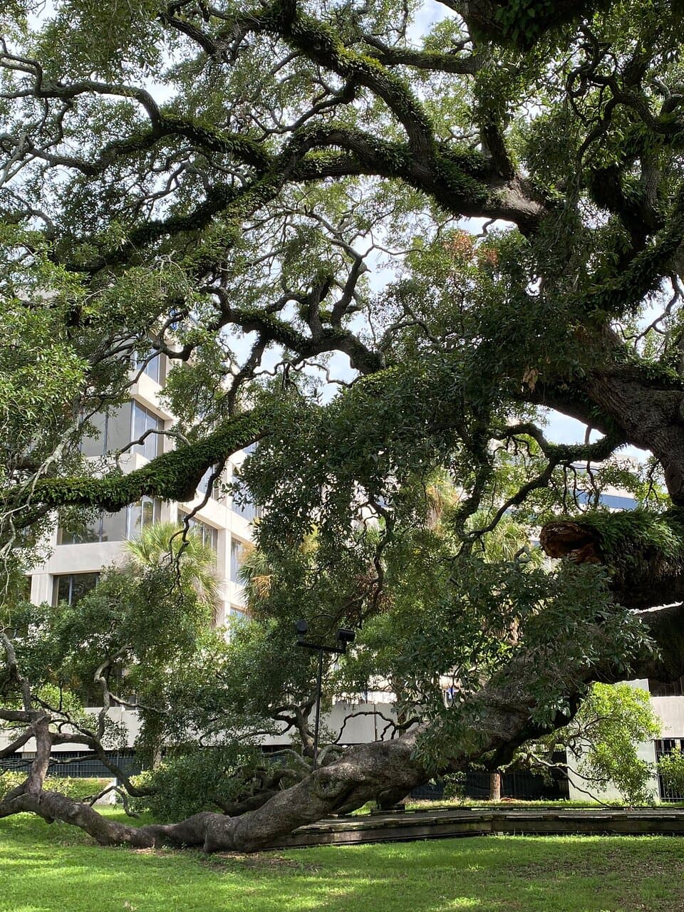 Treaty Oak Park