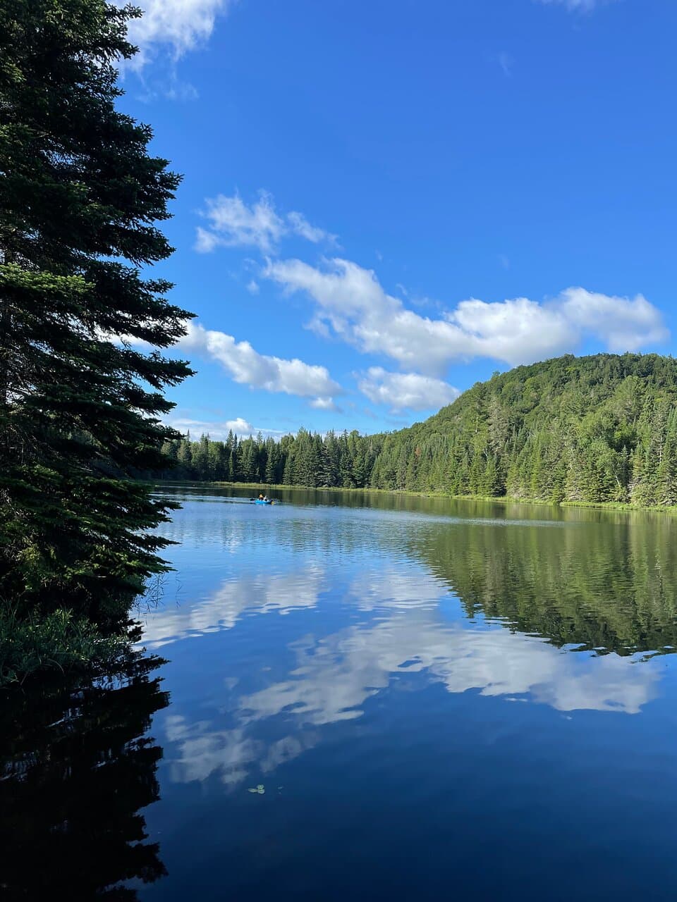Bois Papineau