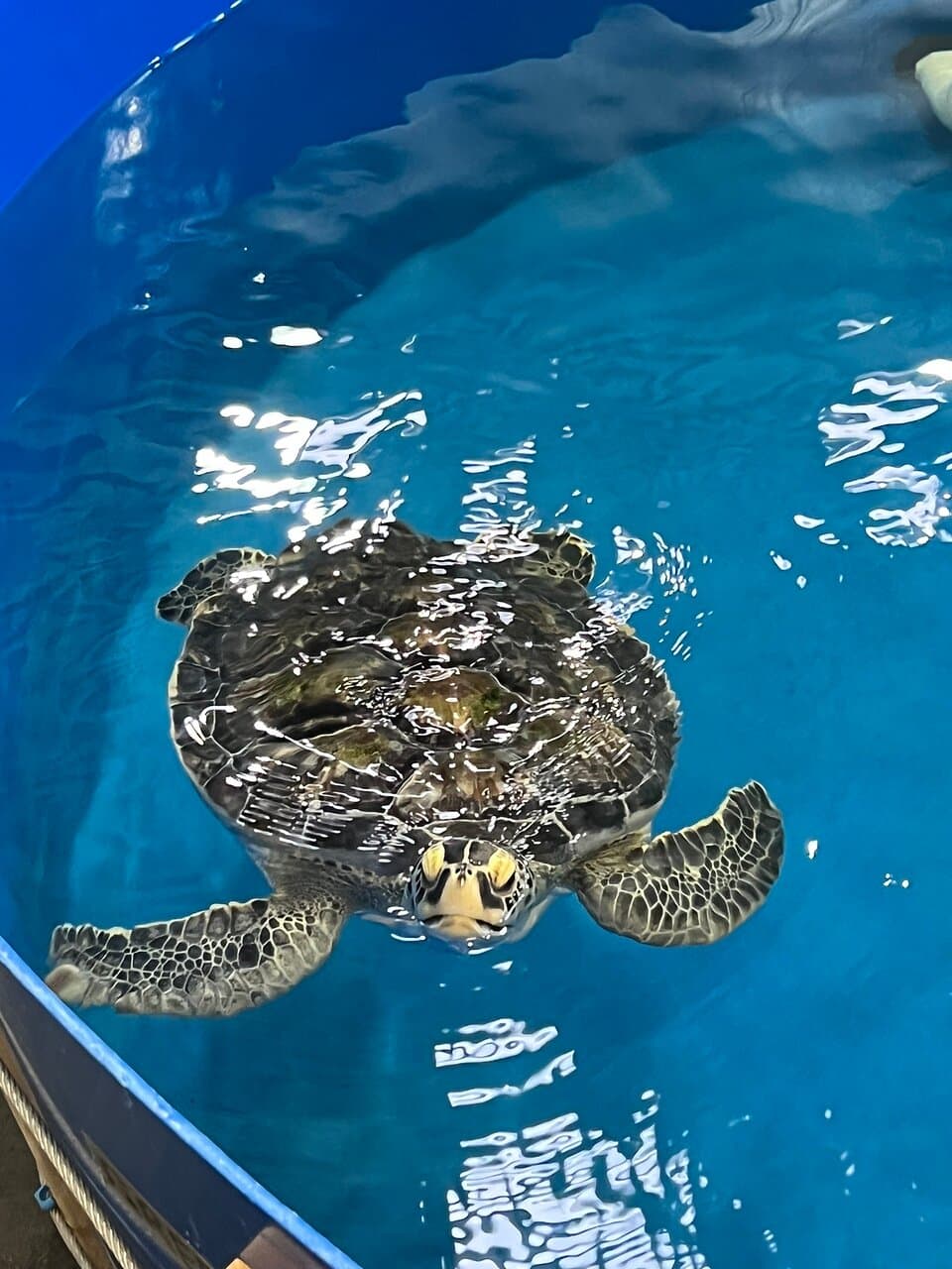 Sea Turtle Rescue Center Le Castella