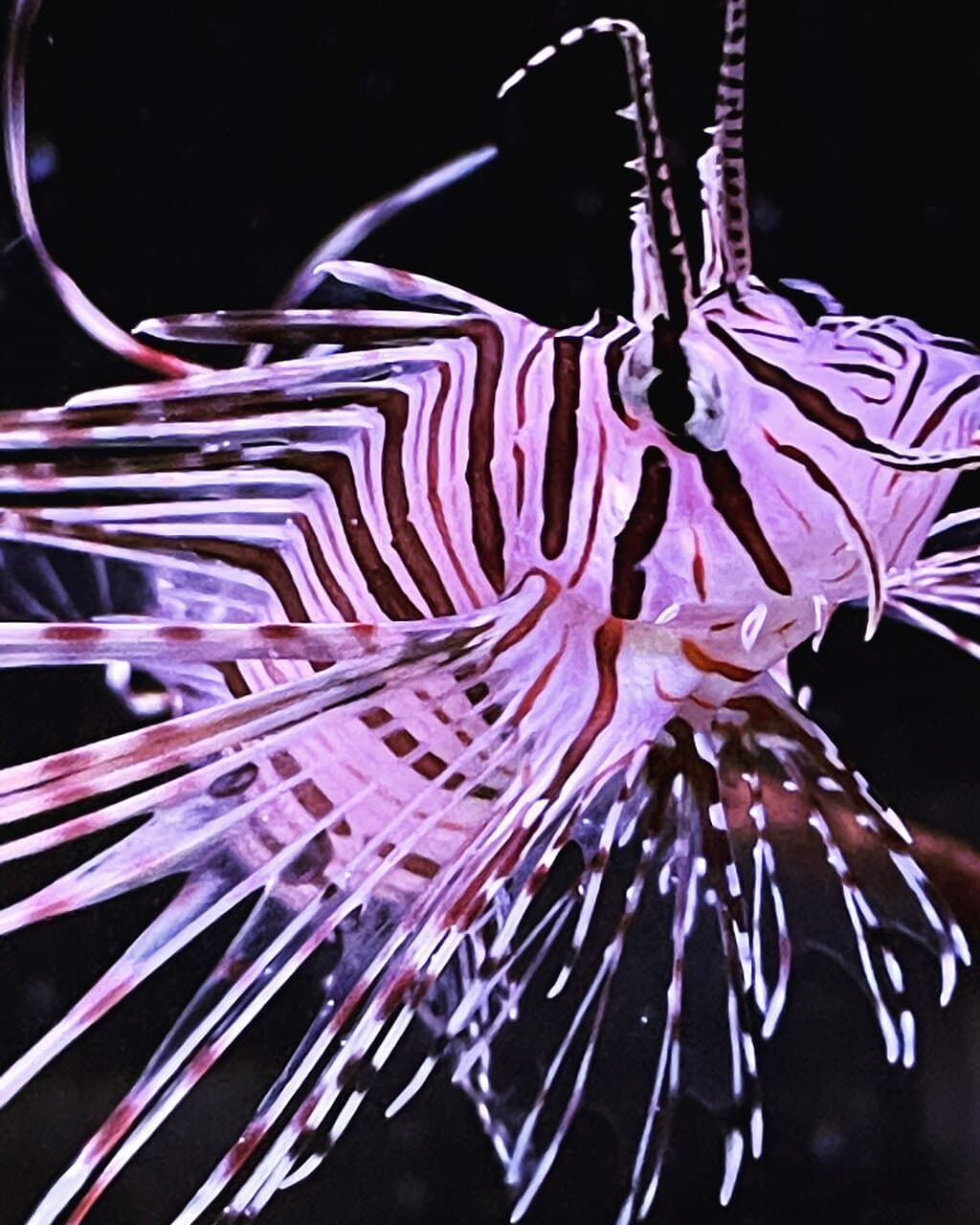 Loxahatchee River Wild and Scenic