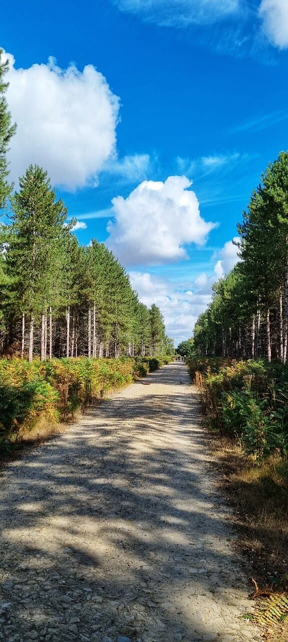 Rendlesham Forest UFO Trail