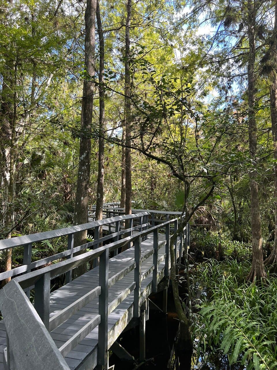 Fern Forest