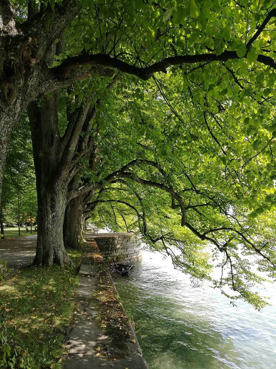 Lindenallee am Seeufer