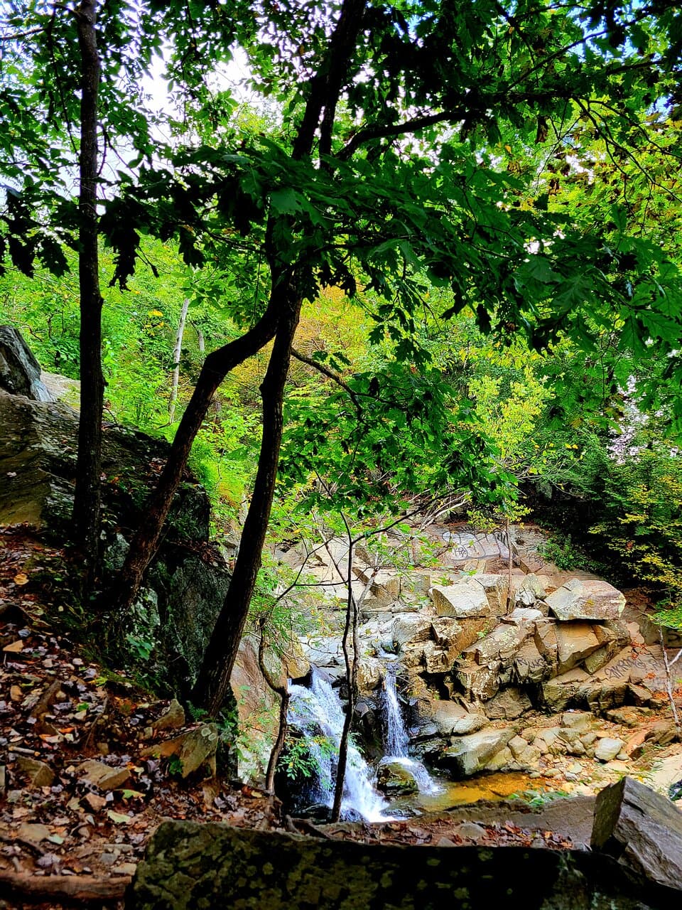 Scott's Run Nature Preserve