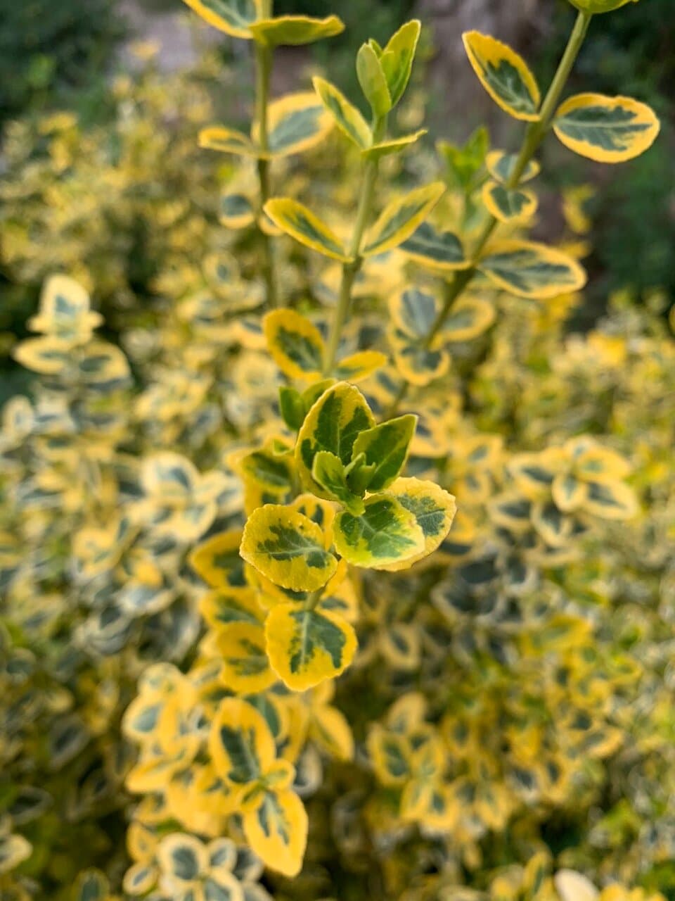 Dulovine Botanical Garden