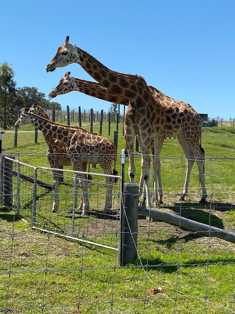 Darling Downs Zoo