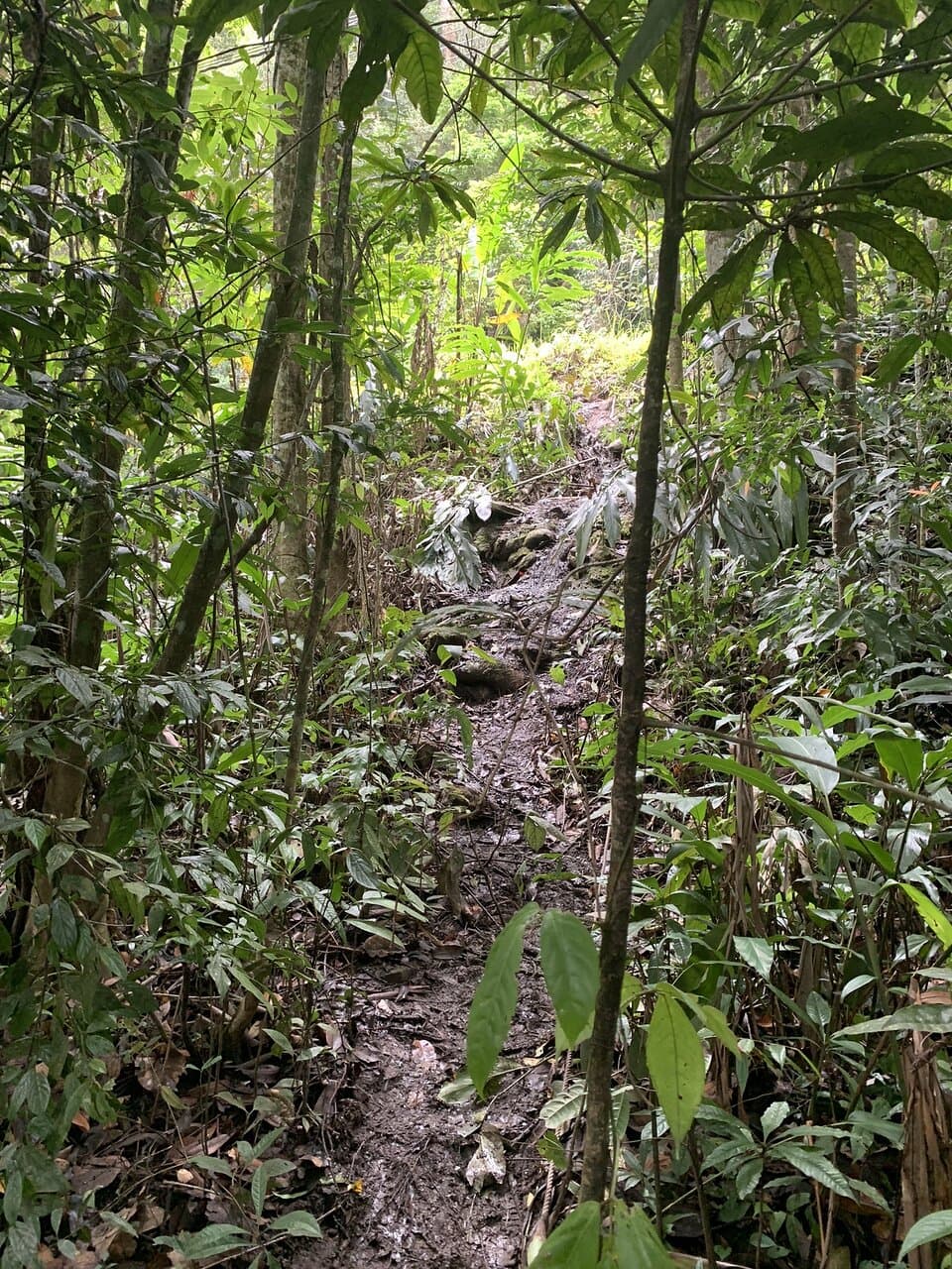 Taba Penanjung Nature Reserve Rafflesia