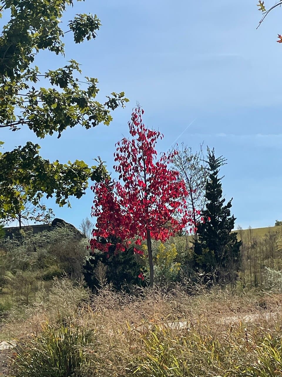 Red maple
