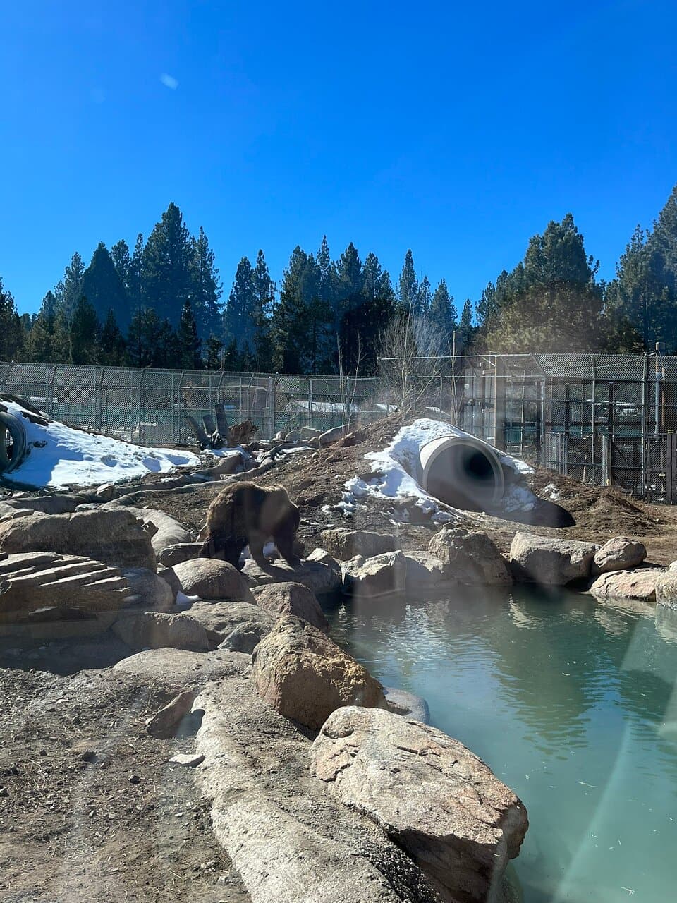 Big Bear Alpine Zoo