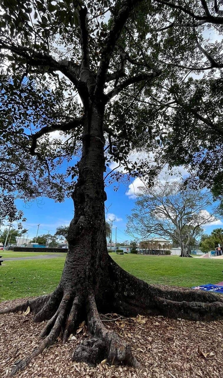 Great inner city park