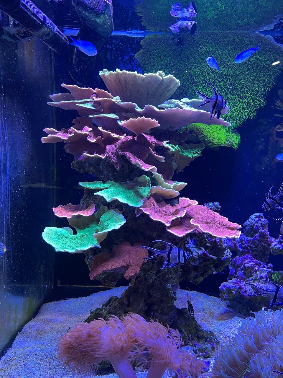 Electric City Aquarium & Reptile Den