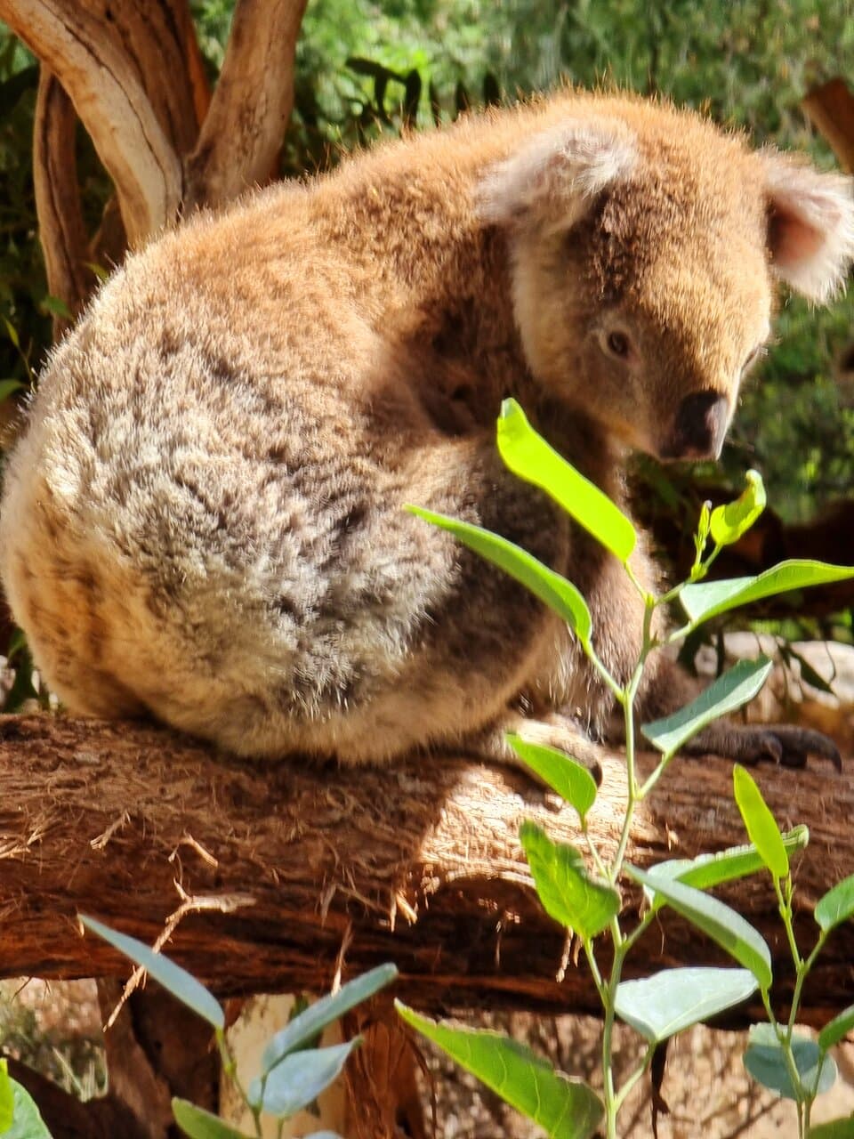 Cleland Wildlife Park