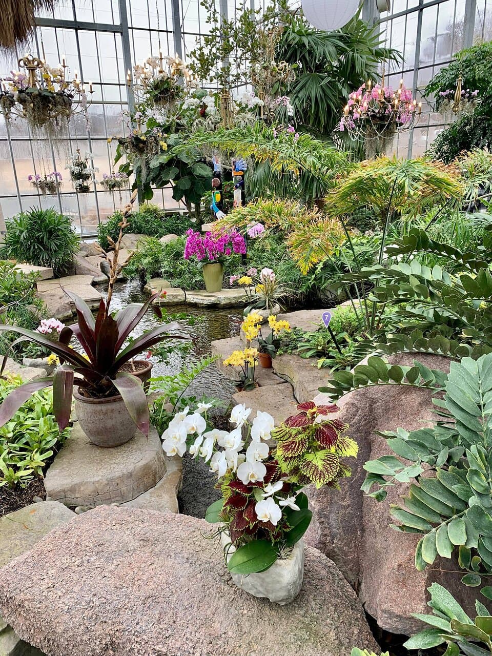 Beautiful orchid displays, just after the orchid show