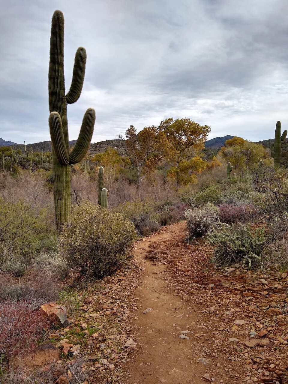 Trail at Jewel of the Creek