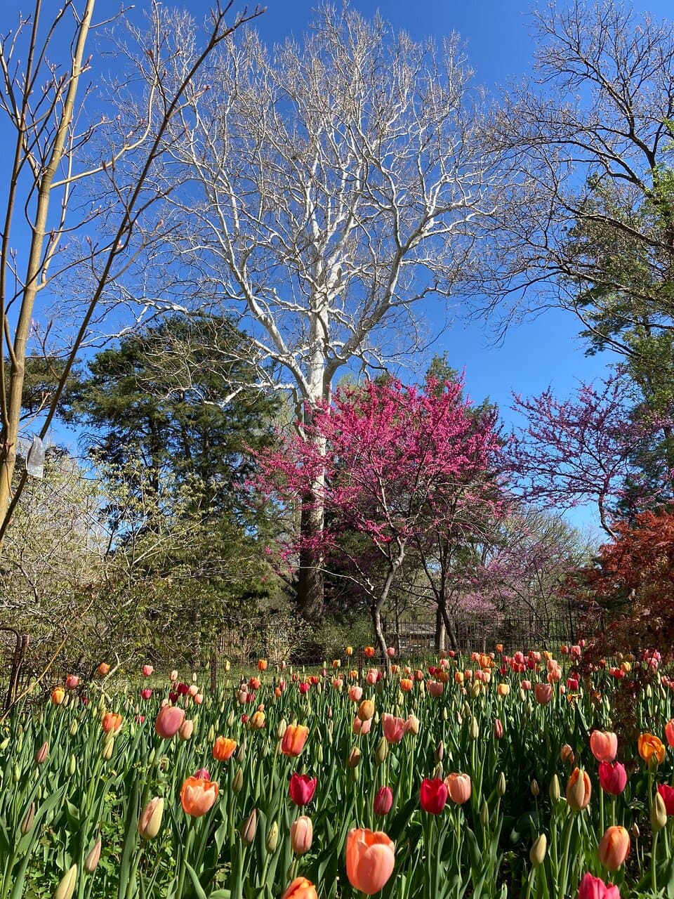 Bartlett Arboretum