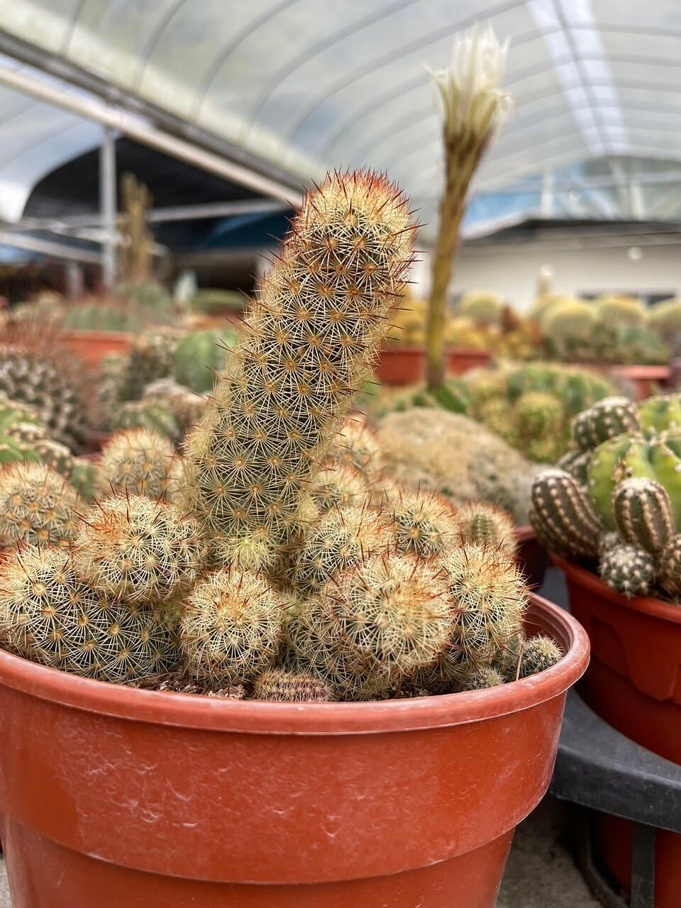 Cactus Point