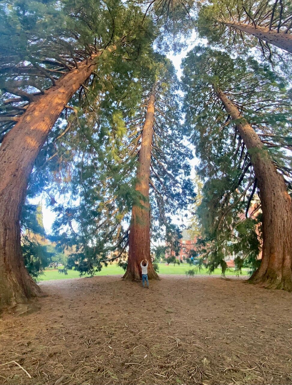A few sequoias in the front quad