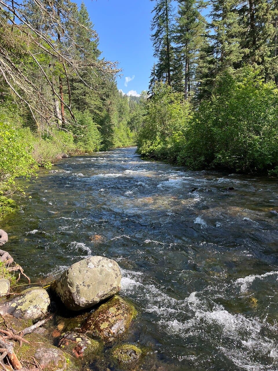 From Rattlesnake Main Trail #515