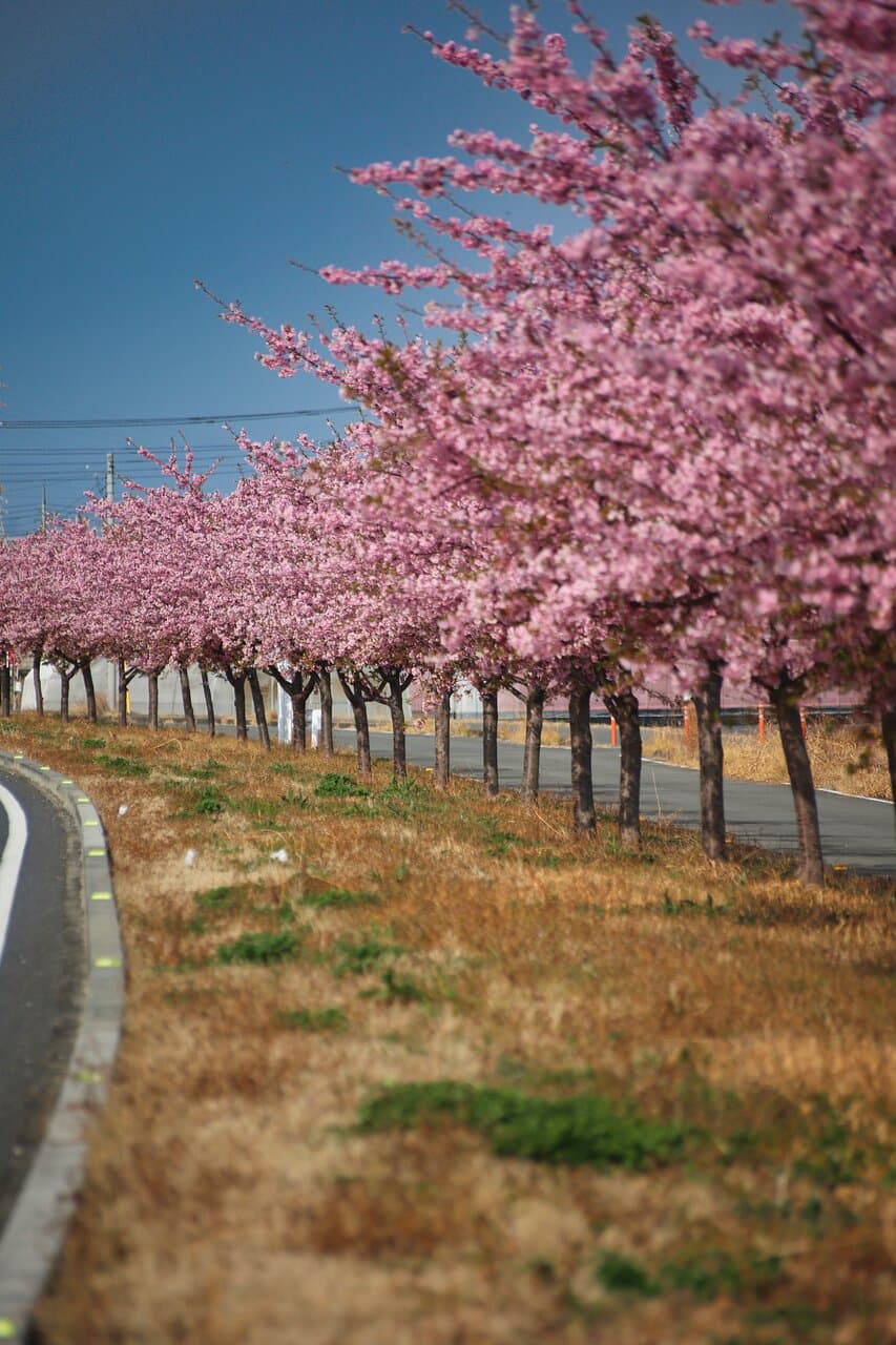玉村町の河津桜：ローアングル