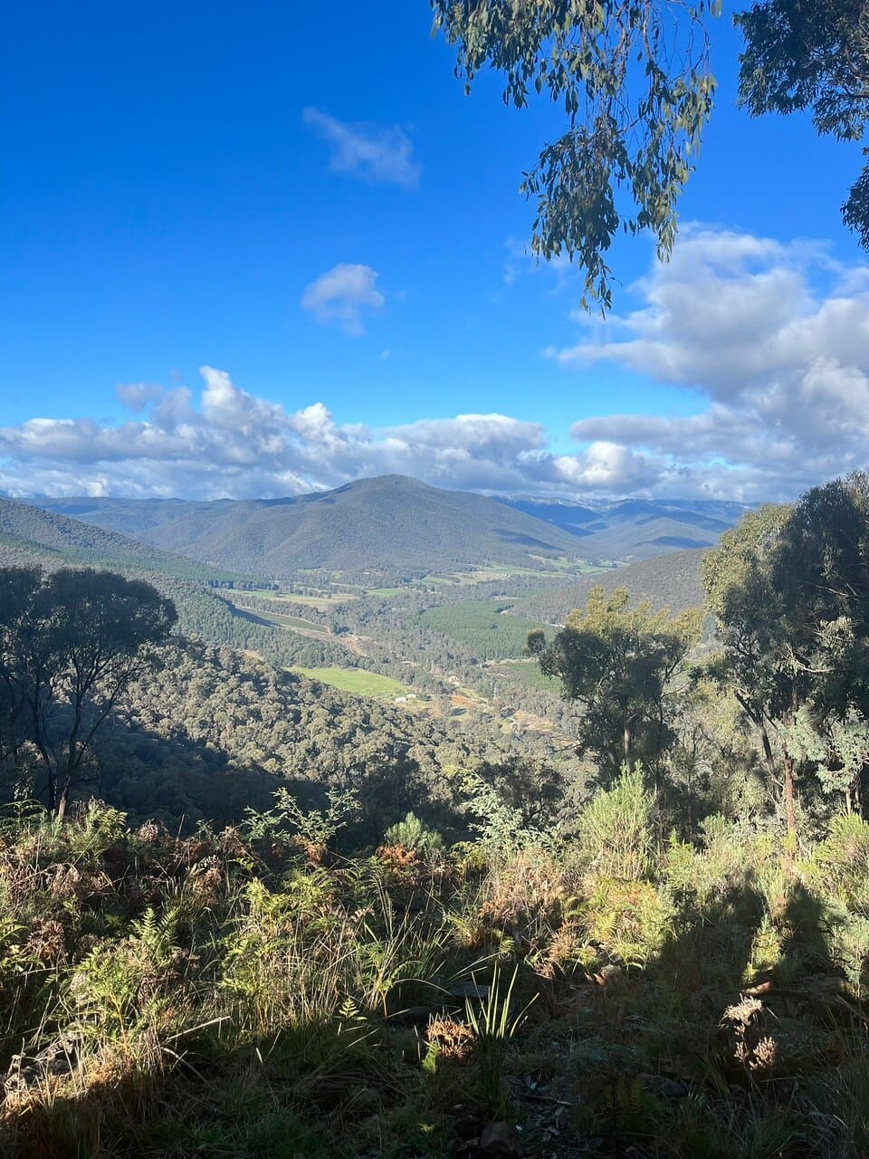 Apex Lookout Bright