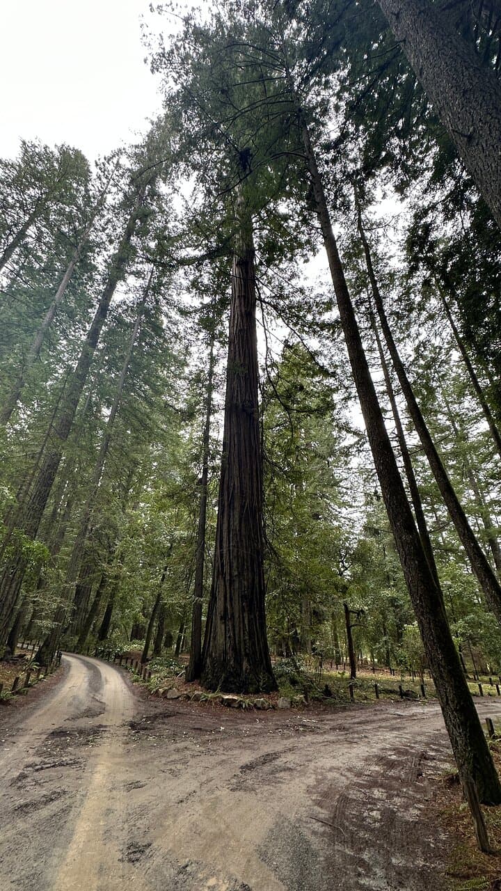 Chandelier Tree Leggett