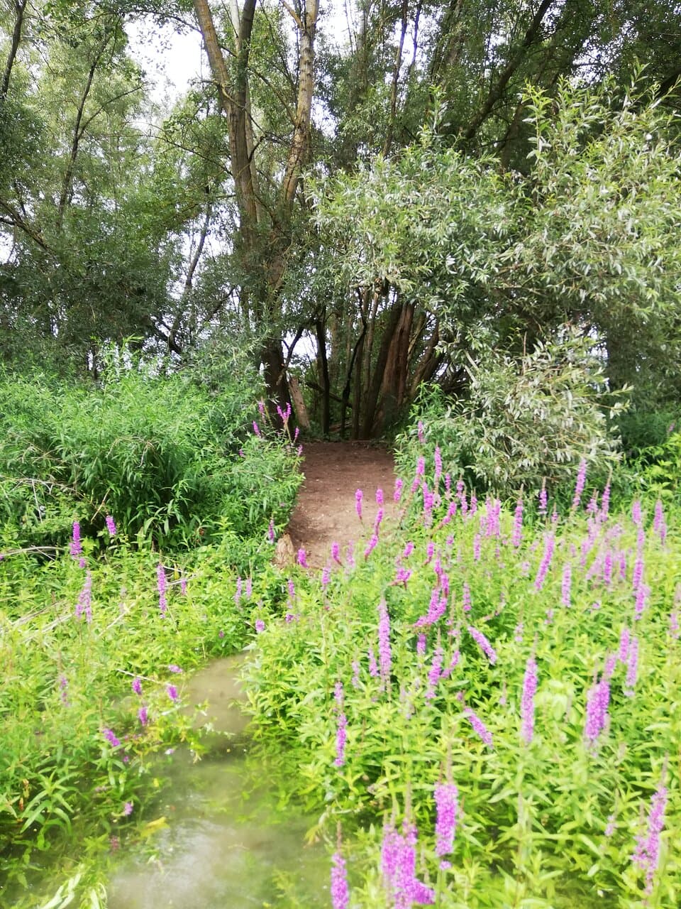 Peters Ruhe Waldweg Rettbergsaue Schierstein
