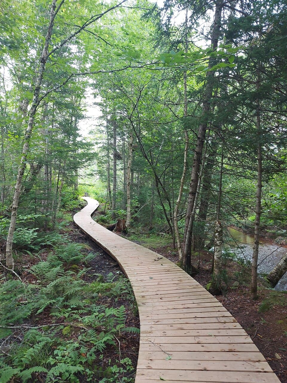 Boardwalk in the Howells Hollow trail