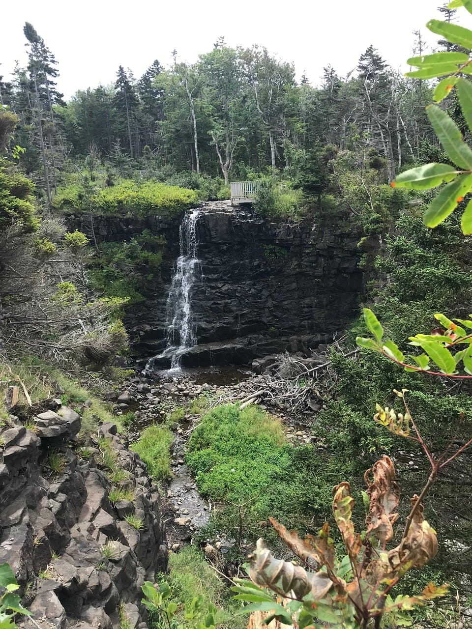 Delaps Cove Wilderness Trail