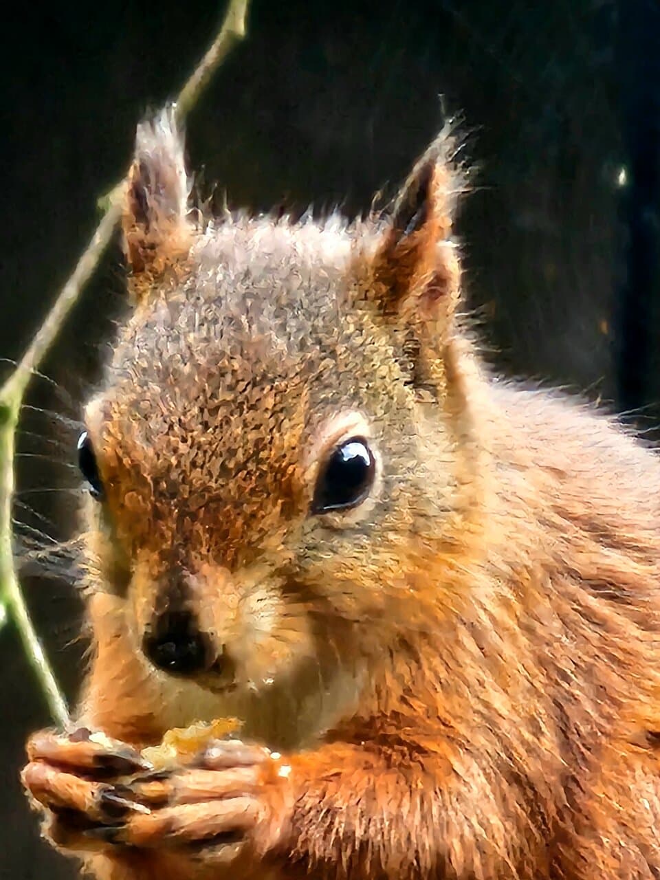 Alverstone Mead Nature Reserve