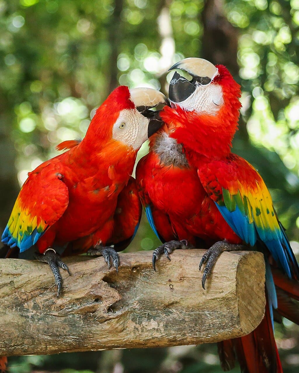 Torta vaca, image size:1024x1280