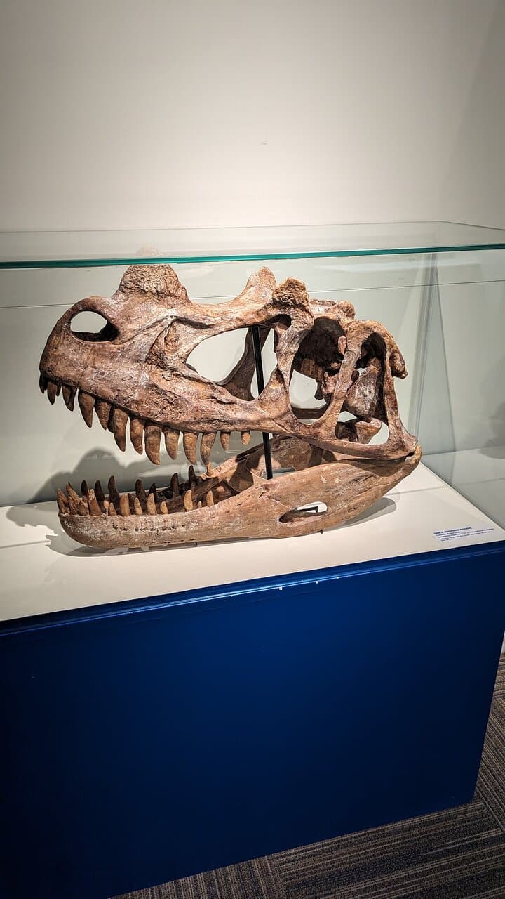 Musée Vert Natural History