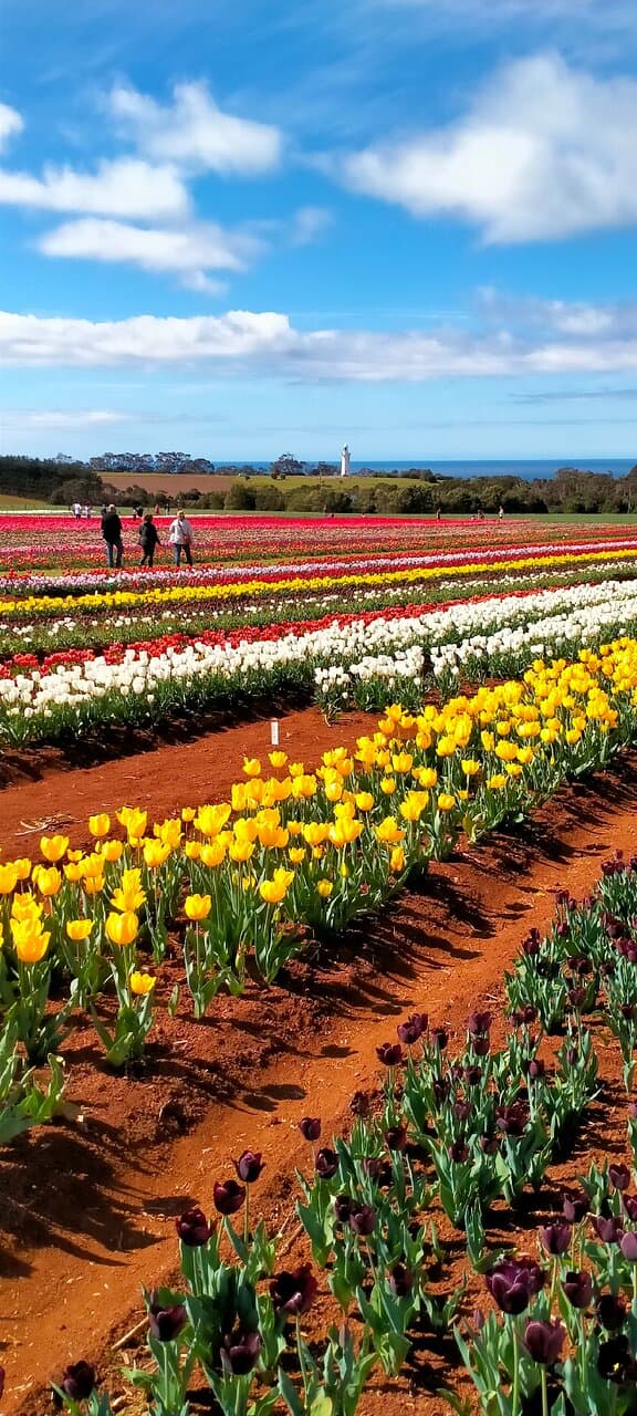 Table Cape Tulip Farm Wynyard Tasmania Australia