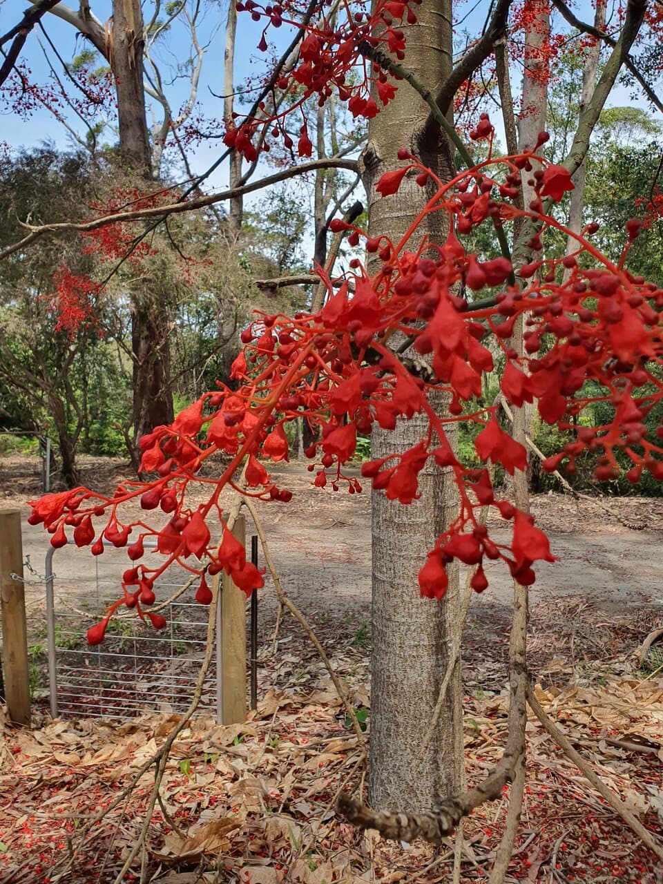 Australischer Flammenbaum