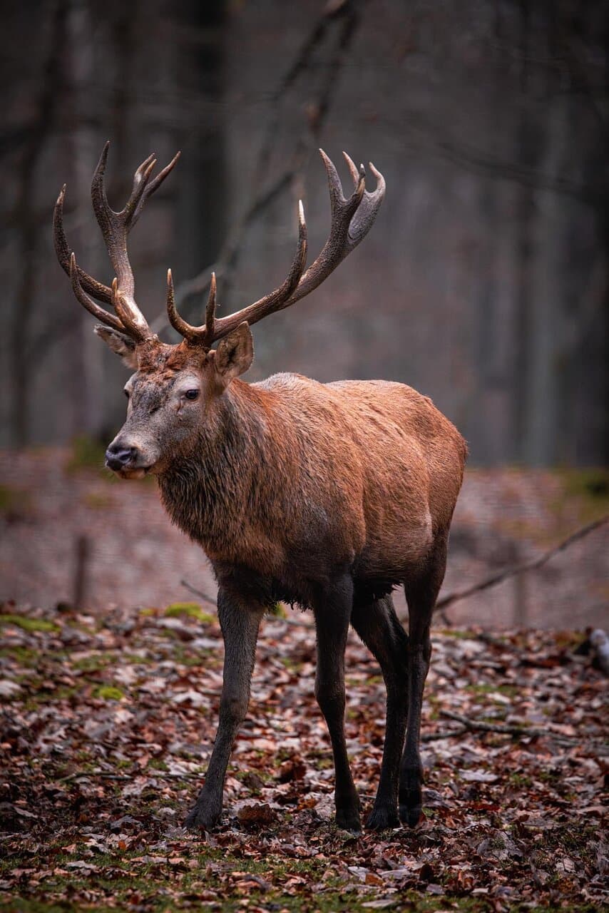 Wildpark Betzenberg