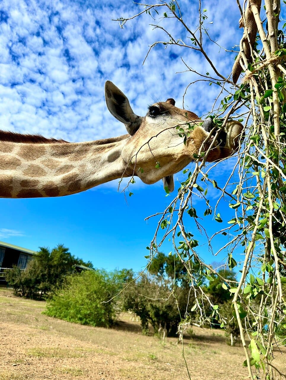 Baluarte Zoo Vigan