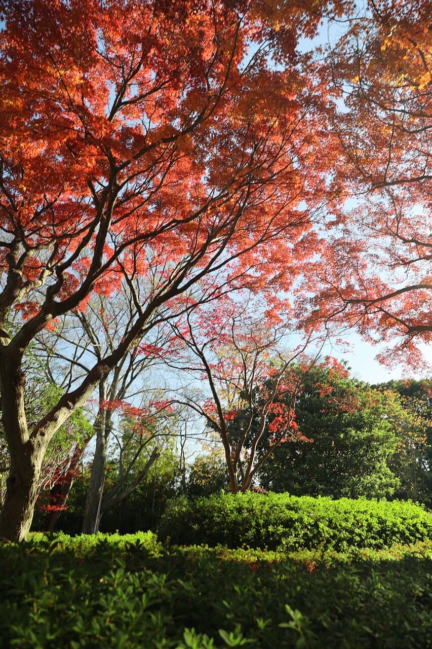 戸定が丘歴史公園:中央付近のもみじ