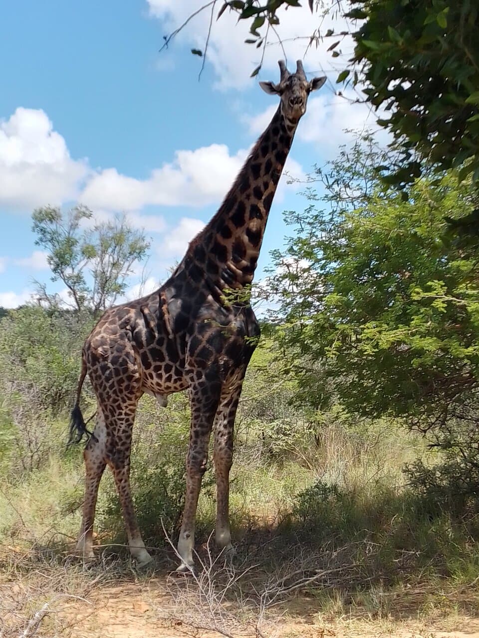 Mokolodi Nature Reserve