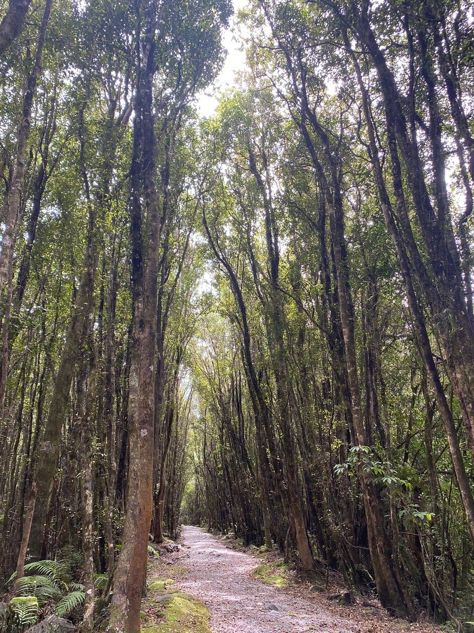 Terrace Walk Franz Josef Rainforest
