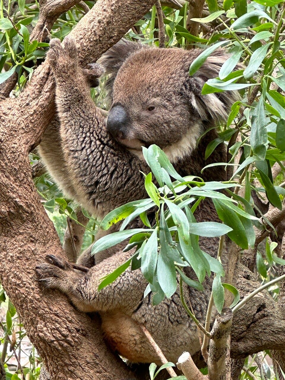 Urimbirra Wildlife Park Victor Harbor